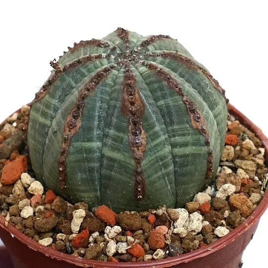 Euphorbia obesa BROWN LINES - immagine 3