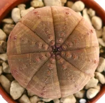 Euphorbia obesa BROWN ORANGE CL2