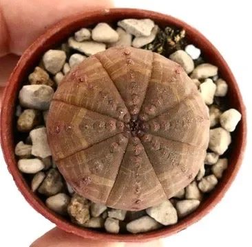 Euphorbia obesa BROWN ORANGE CL2 - immagine 2