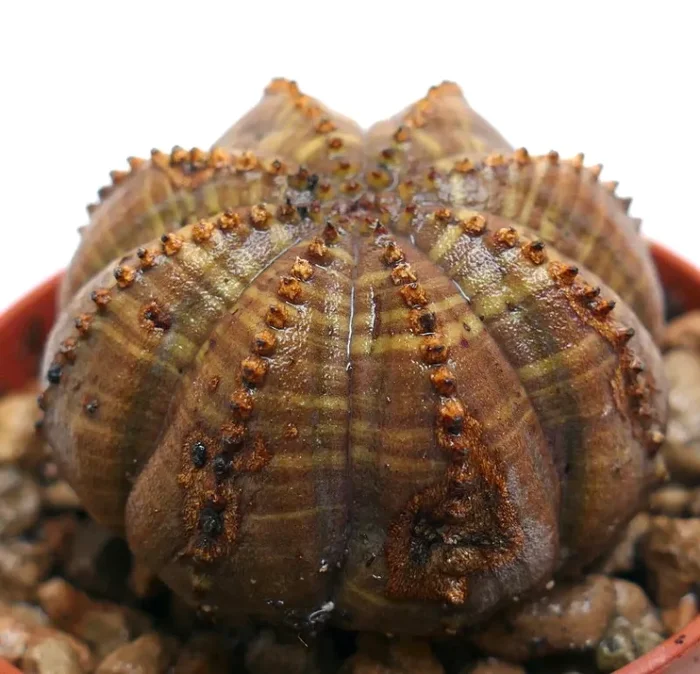 Euphorbia obesa BROWN WITH KIKKO RIBS