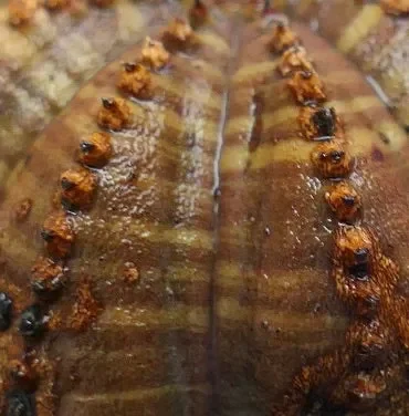 Euphorbia obesa BROWN WITH KIKKO RIBS - immagine 2