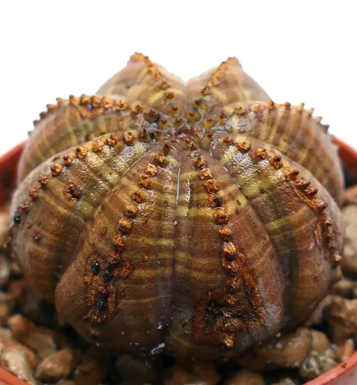 Euphorbia obesa BROWN WITH KIKKO RIBS - immagine 3