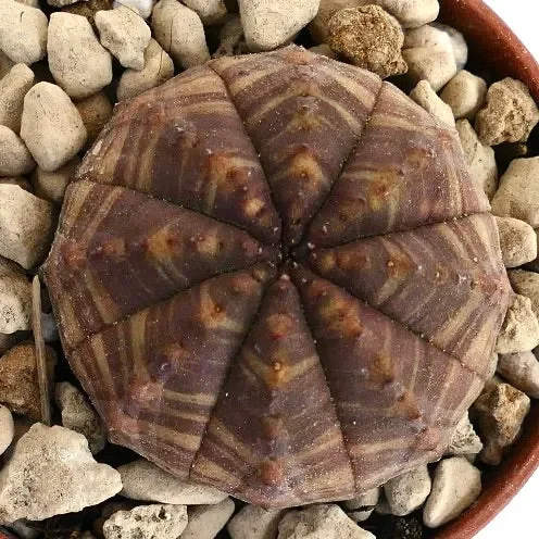 Euphorbia obesa BROWN YELLOW STRIATA BFG