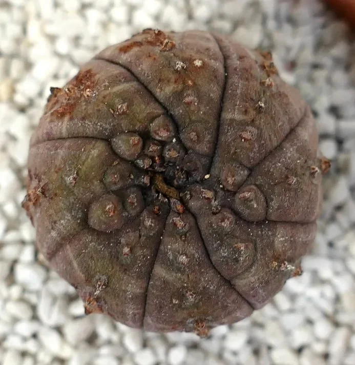 Euphorbia obesa DARK-GRAY CRAZY APEX