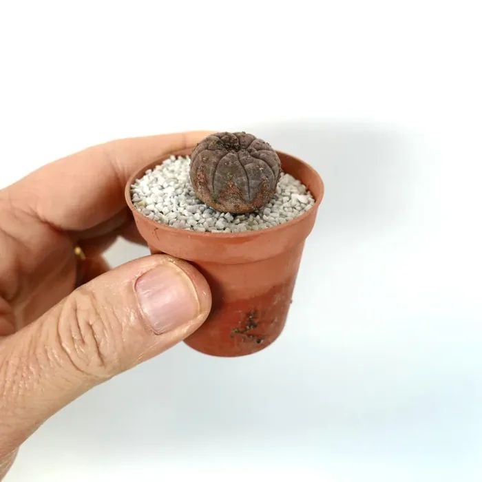 Euphorbia obesa DARK-GRAY CRAZY APEX - immagine 2