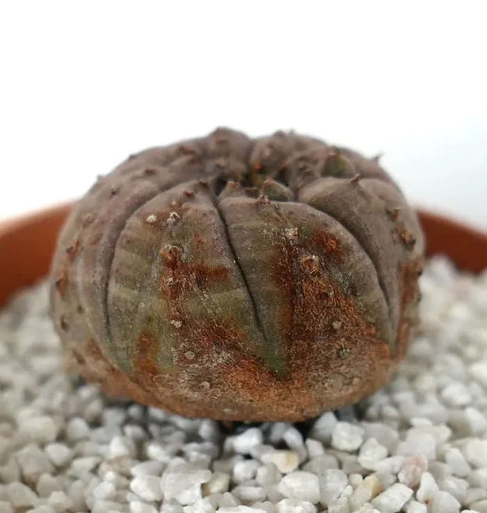 Euphorbia obesa DARK-GRAY CRAZY APEX - immagine 3