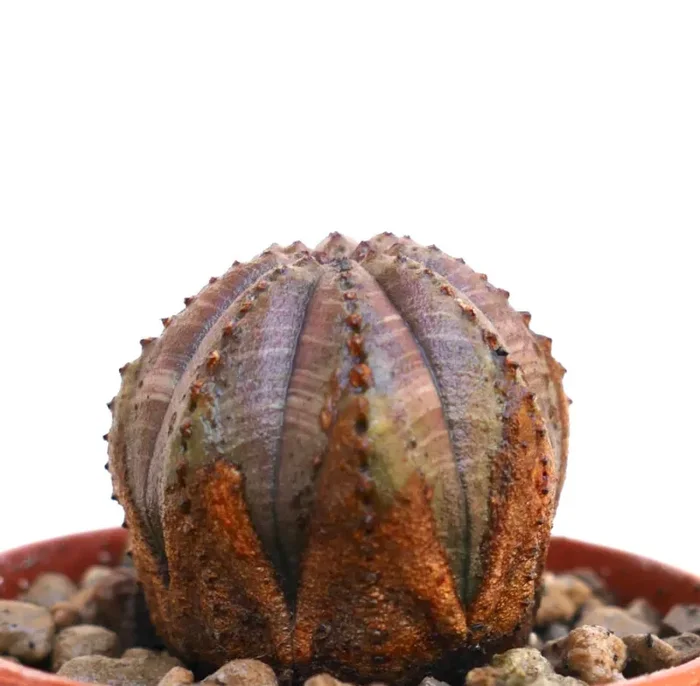 Euphorbia obesa GRAY PINKISH BROWN MARKS