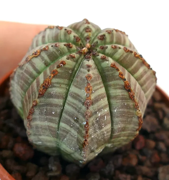 Euphorbia obesa GREEN STRIATA SUPER MARKINGS BK78