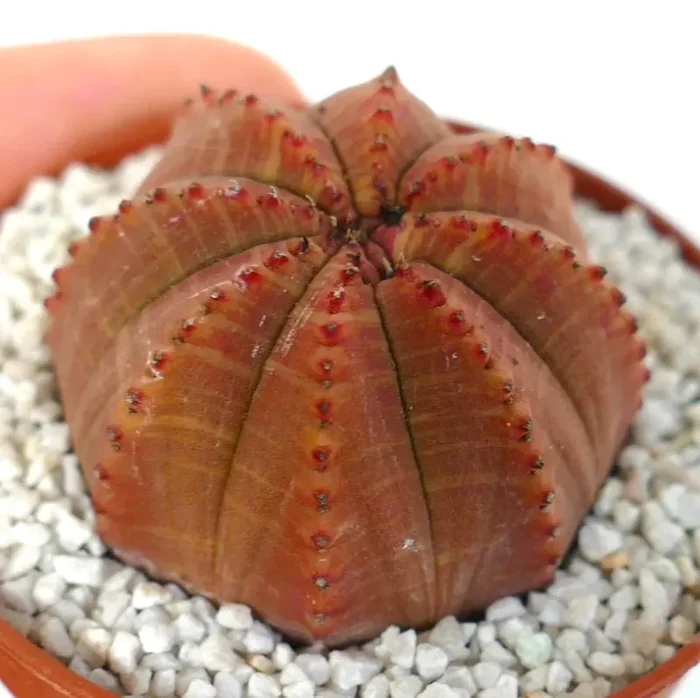 Euphorbia obesa KIKKO DARK RED