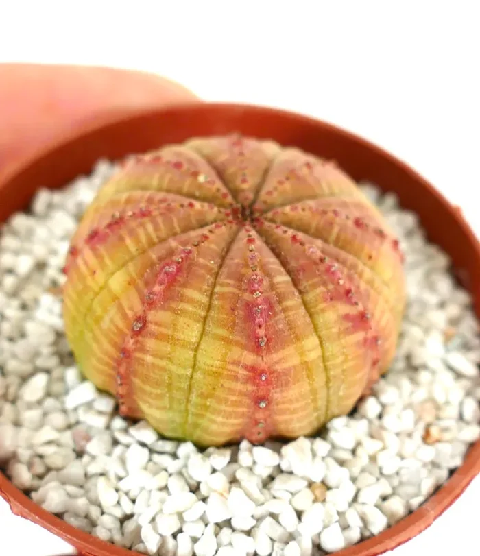 Euphorbia obesa ORANGE & YELLOW Moda