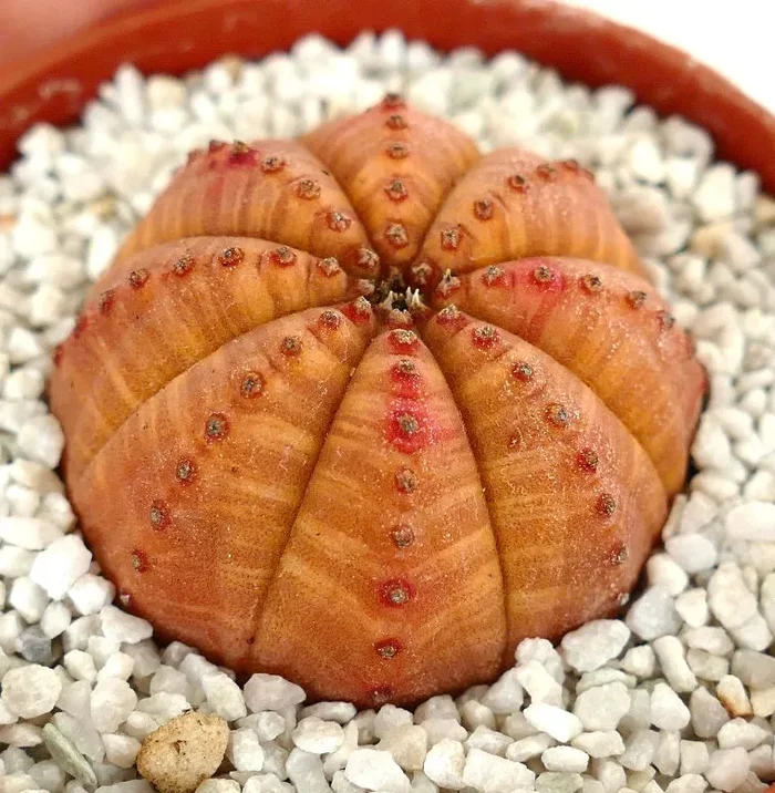 Euphorbia obesa ORANGE FORM 9A - immagine 2