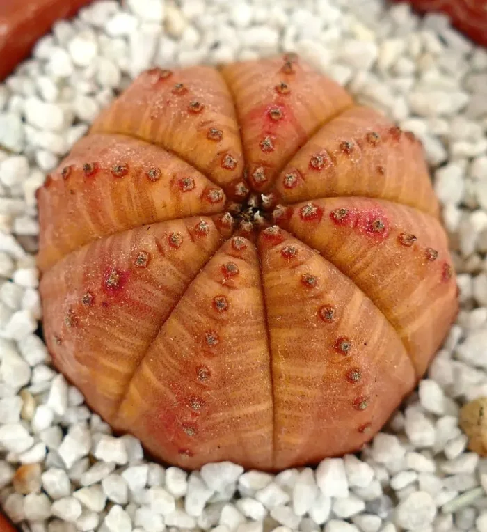 Euphorbia obesa ORANGE FORM 9A - immagine 3