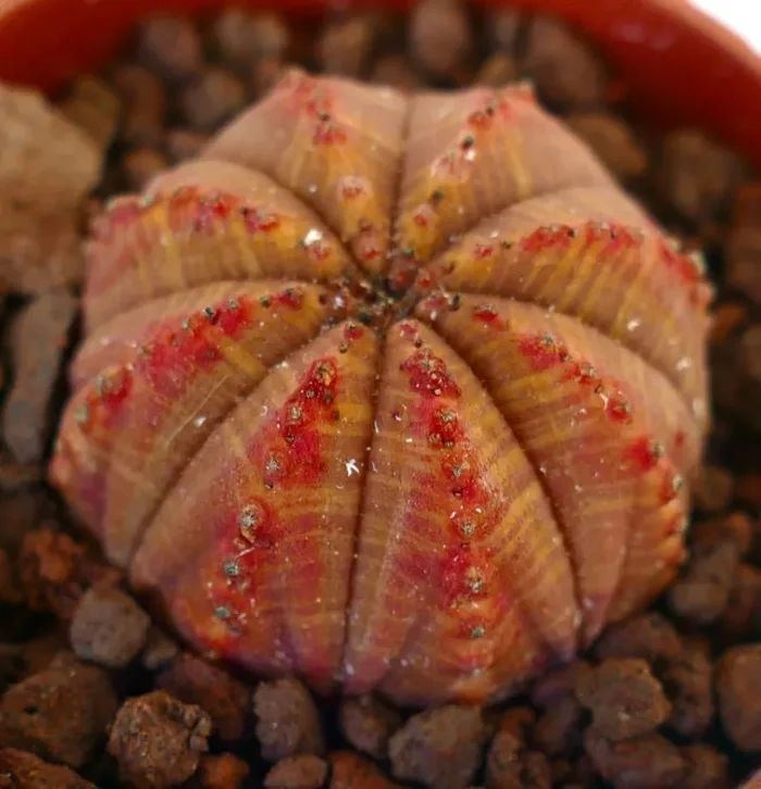 Euphorbia obesa ORANGE RED MARKINGS 33TR