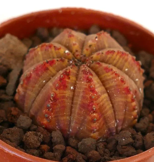 Euphorbia obesa ORANGE RED MARKINGS 33TR - immagine 2