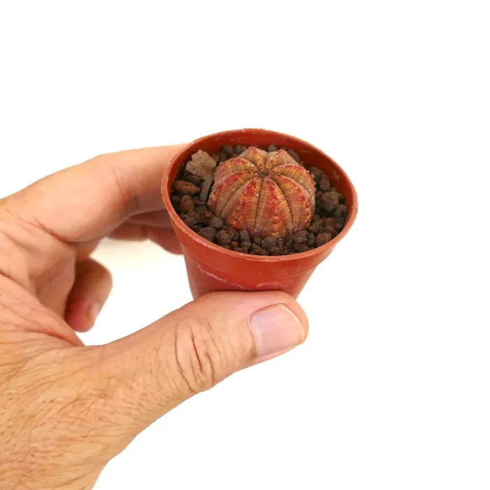 Euphorbia obesa ORANGE RED MARKINGS 33TR - immagine 3
