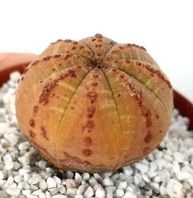 Euphorbia obesa ORANGE