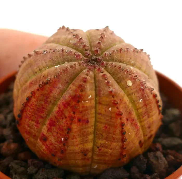 Euphorbia obesa ORANGE WITH RED AREAS XX833