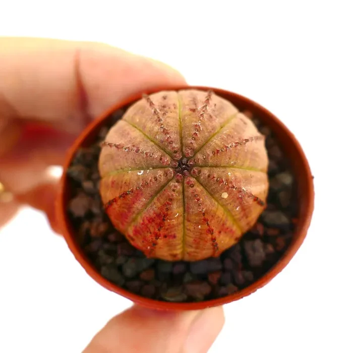 Euphorbia obesa ORANGE WITH RED AREAS XX833 - immagine 2