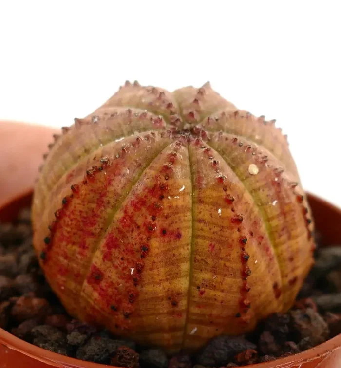 Euphorbia obesa ORANGE WITH RED AREAS XX833 - immagine 3