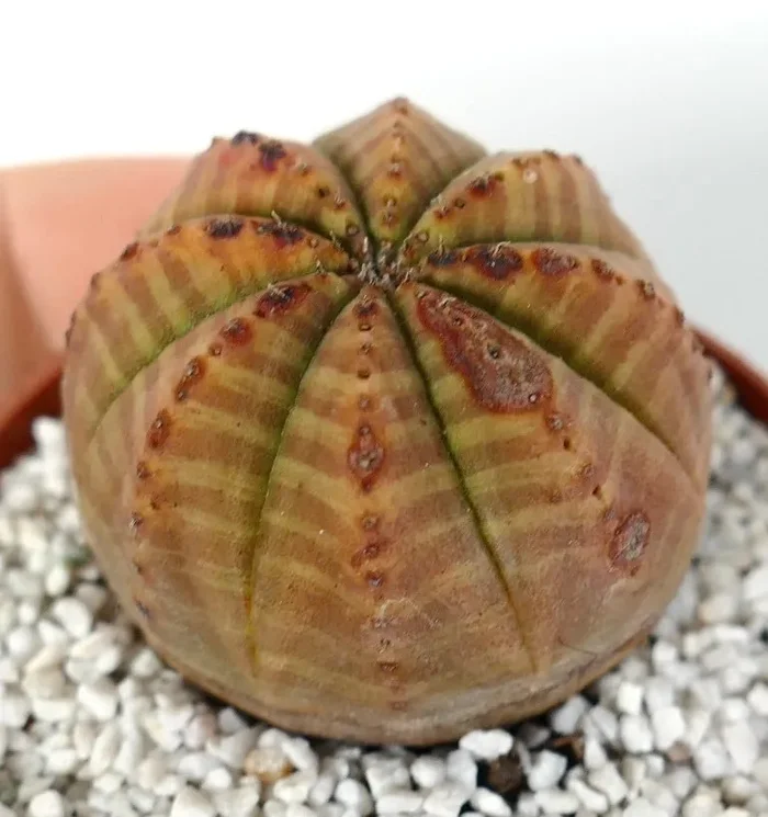 Euphorbia obesa ORANGE-YELLOW STRIPES