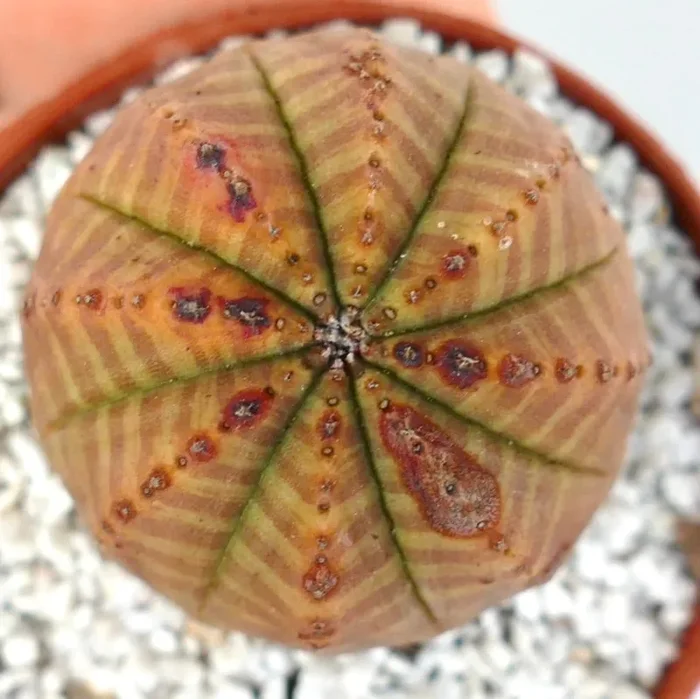 Euphorbia obesa ORANGE-YELLOW STRIPES - immagine 2