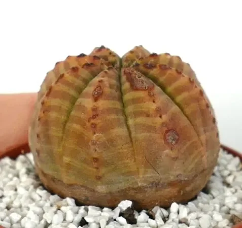 Euphorbia obesa ORANGE-YELLOW STRIPES - immagine 3