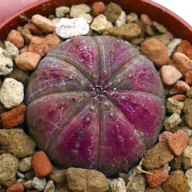 Euphorbia obesa PINK 3XOA - immagine 2