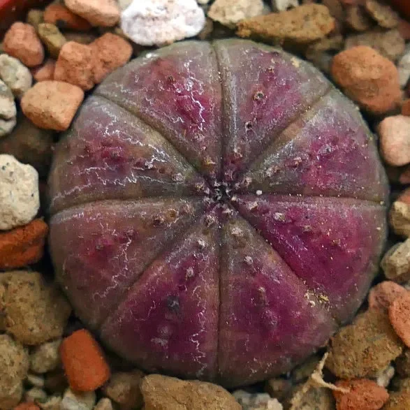 Euphorbia obesa PINK 3XOA - immagine 3