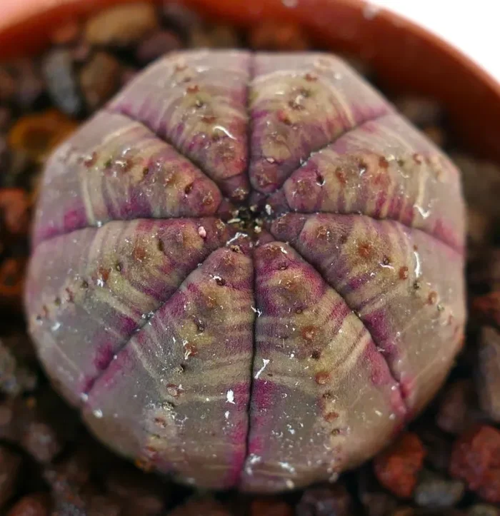 Euphorbia obesa PINK BROWNISH SELECTED YY88