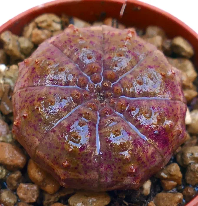 Euphorbia obesa PINK RARE COLOR WITH SPOTS
