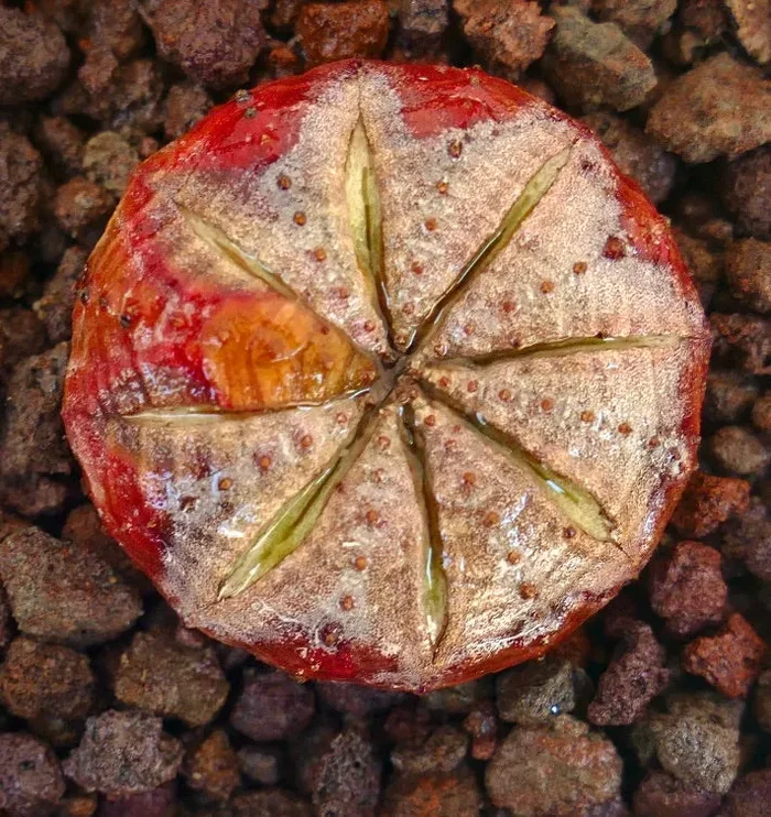 Euphorbia obesa RARE MARKINGS & RED BODY AT9