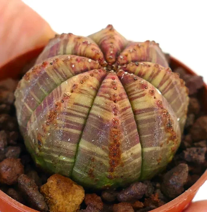Euphorbia obesa RED GREEN STRIATA 79SB