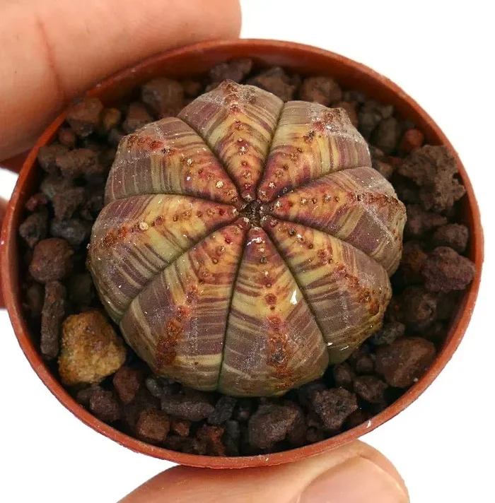 Euphorbia obesa RED GREEN STRIATA 79SB - immagine 2