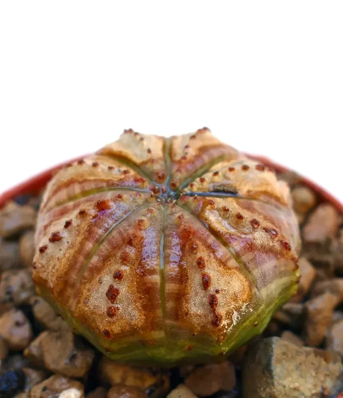 Euphorbia obesa SELECTED B11