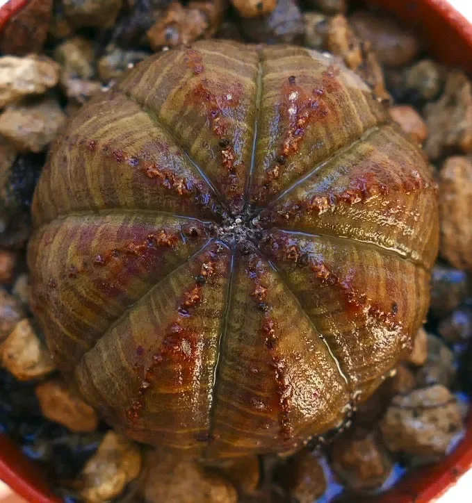 Euphorbia obesa SELECTED BROWN MA730