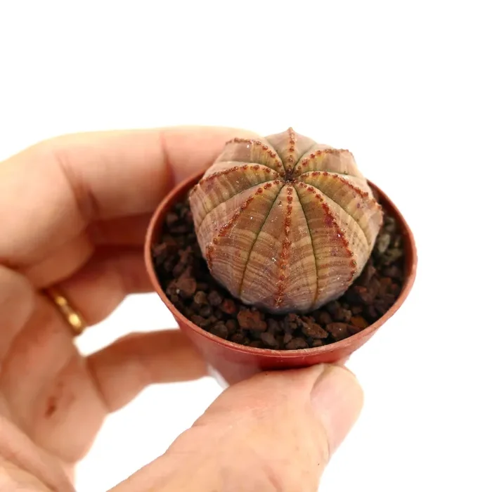 Euphorbia obesa SELECTED COLOR STRIATA 25ARN - immagine 2
