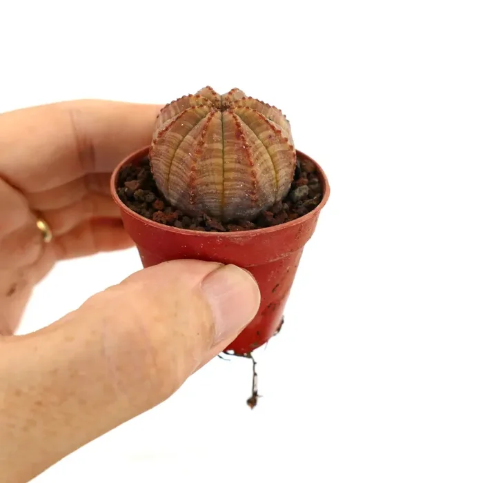 Euphorbia obesa SELECTED COLOR STRIATA 25ARN - immagine 3