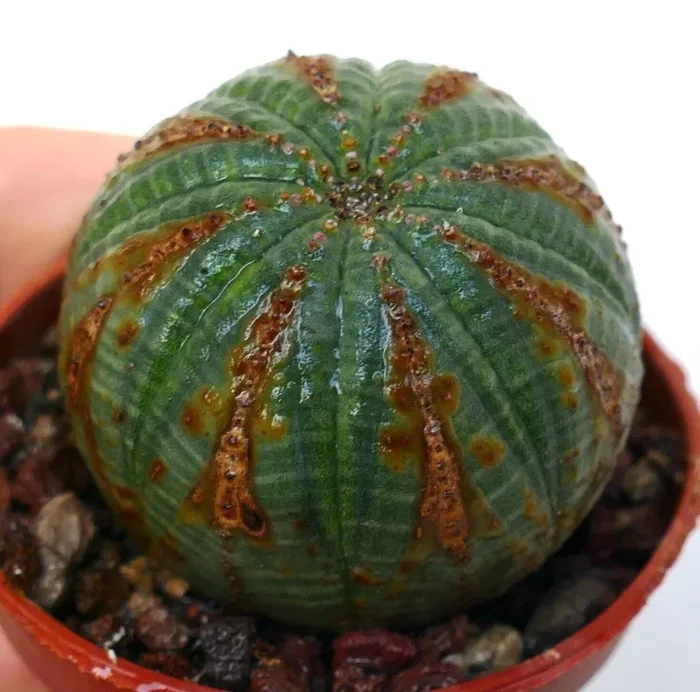 Euphorbia obesa SELECTED PATTERNS