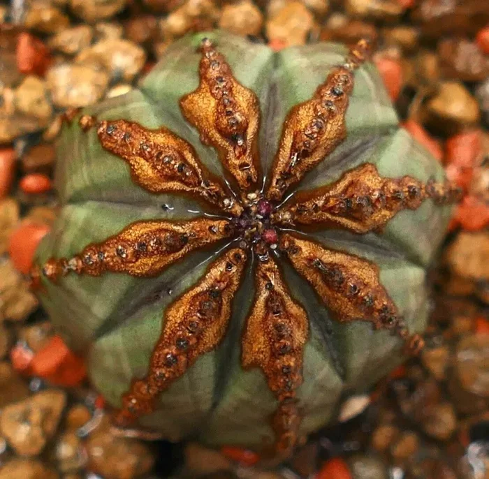 Euphorbia obesa SUPER BROWN PATTERNS 33LJ - immagine 3