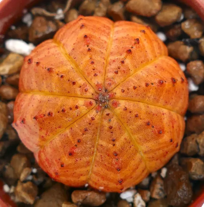 Euphorbia obesa SUPER ORANGE COLOR LH653