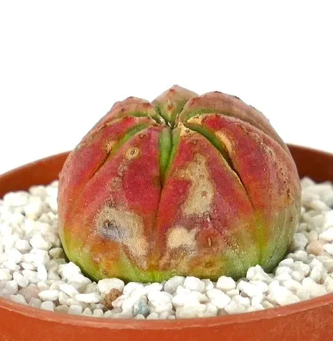 Euphorbia obesa SUPER RED GREEN STAR Moda