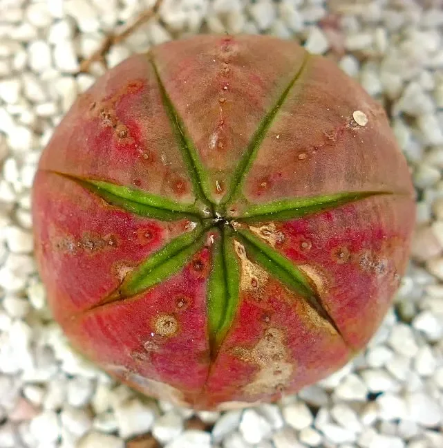 Euphorbia obesa SUPER RED GREEN STAR Moda - immagine 2