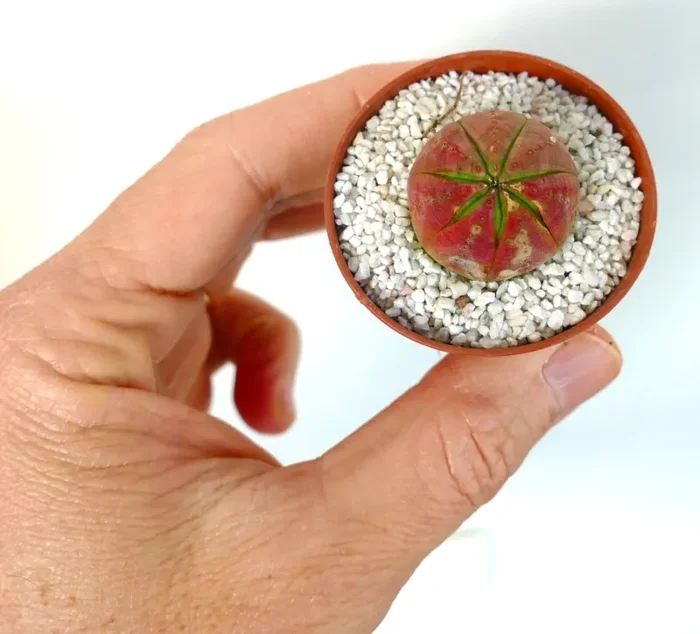 Euphorbia obesa SUPER RED GREEN STAR Moda - immagine 3
