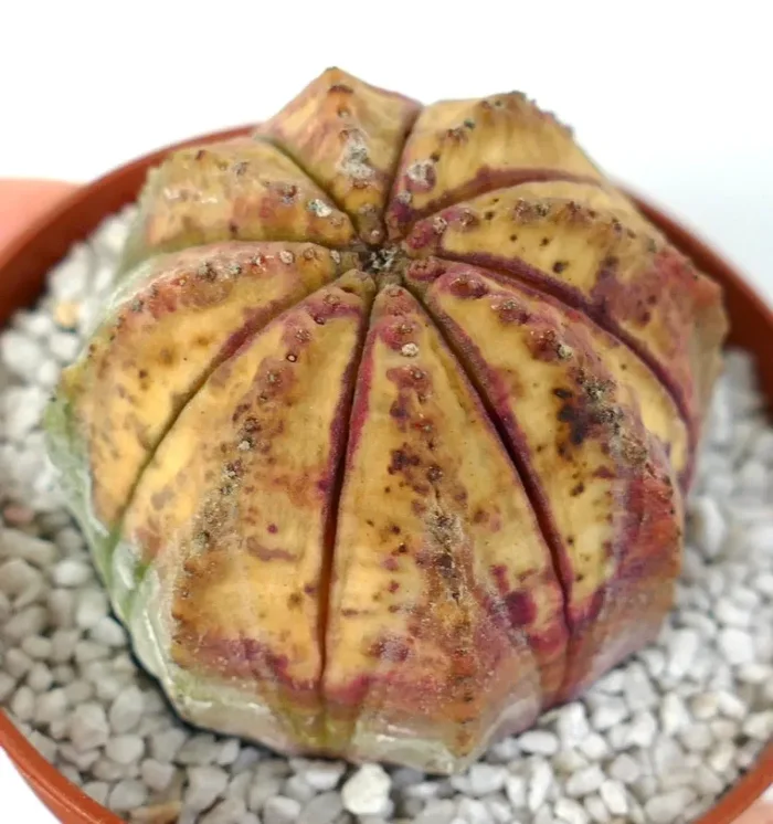 Euphorbia obesa VARIEGATED