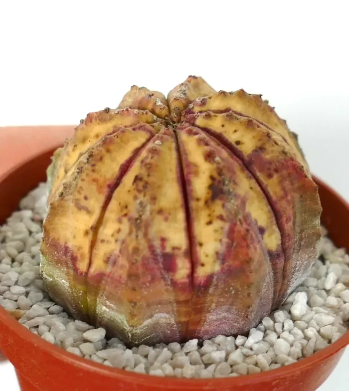 Euphorbia obesa VARIEGATED - immagine 2