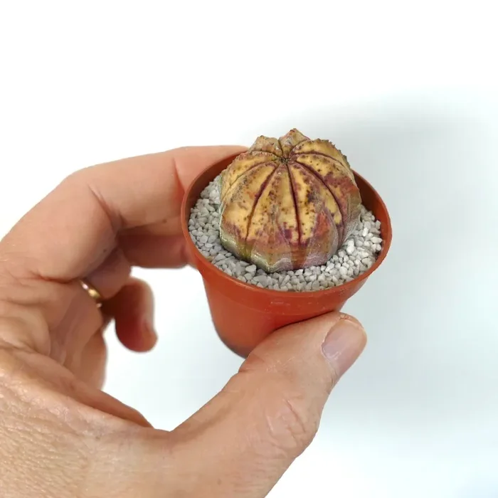 Euphorbia obesa VARIEGATED - immagine 3