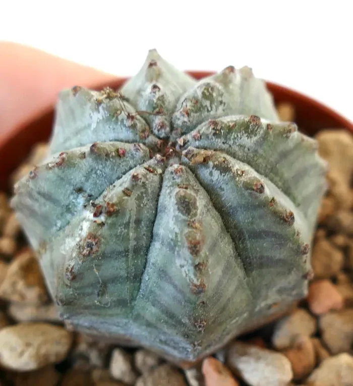 Euphorbia obesa X Euphorbia horrida Moda