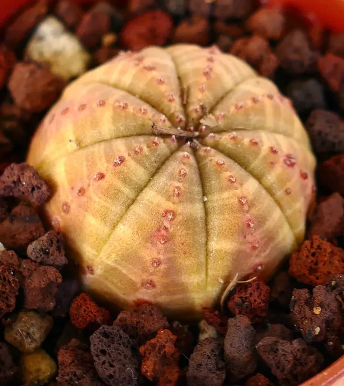 Euphorbia obesa YELLOW-ORANGE FORM OT2KK Sconti