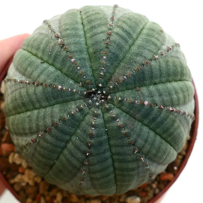 Euphorbia symmetrica GREEN Vendita calda online