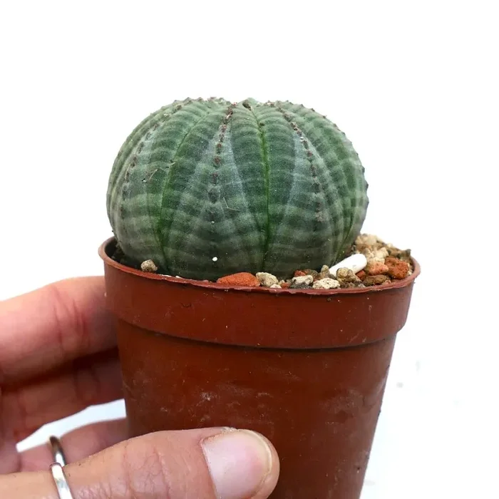 Euphorbia symmetrica GREEN Vendita calda online - immagine 2